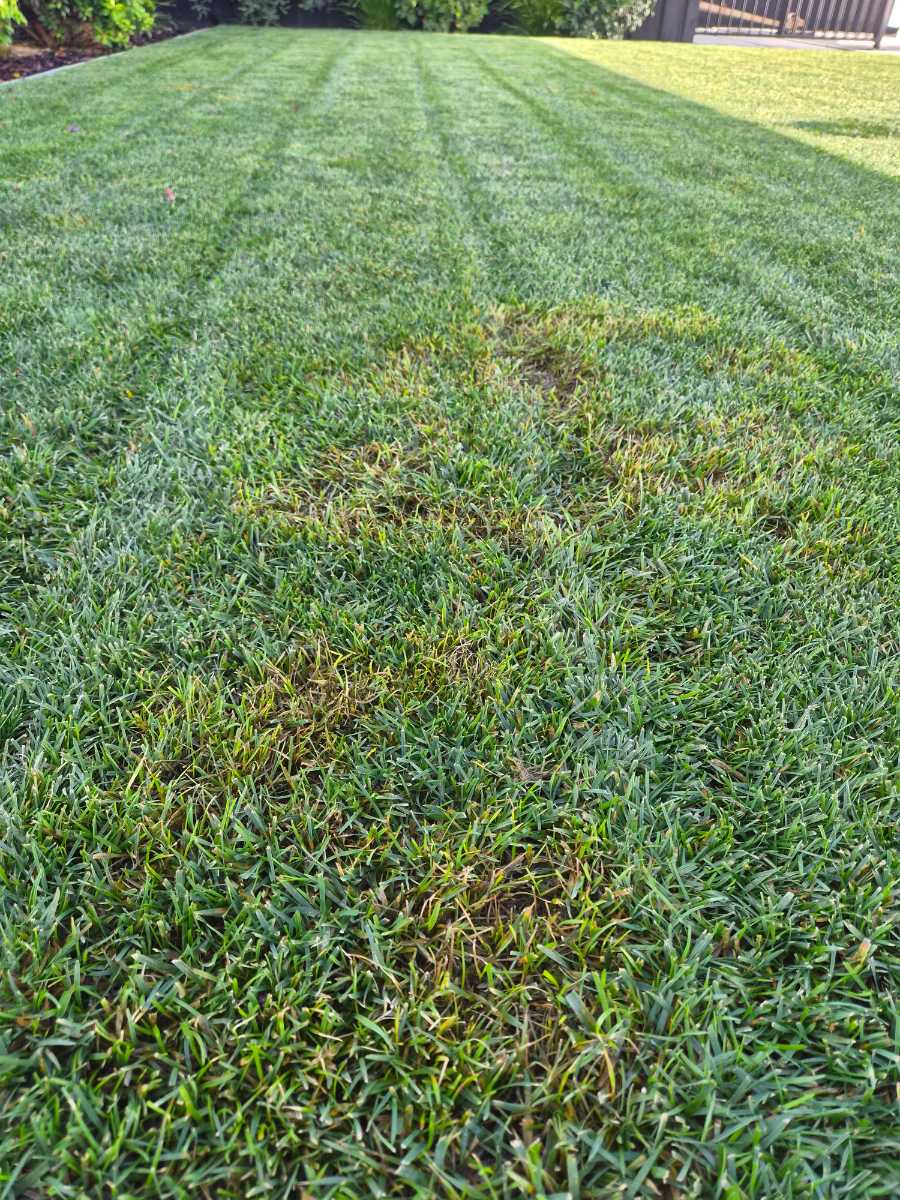 What’s causing these dead patches in my lawn? Grubs or disease? — image 1