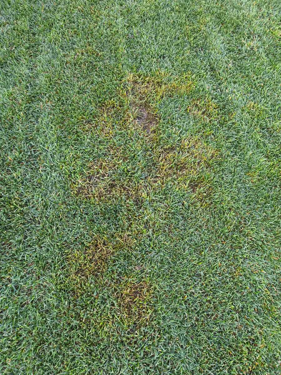 What’s causing these dead patches in my lawn? Grubs or disease? — image 2