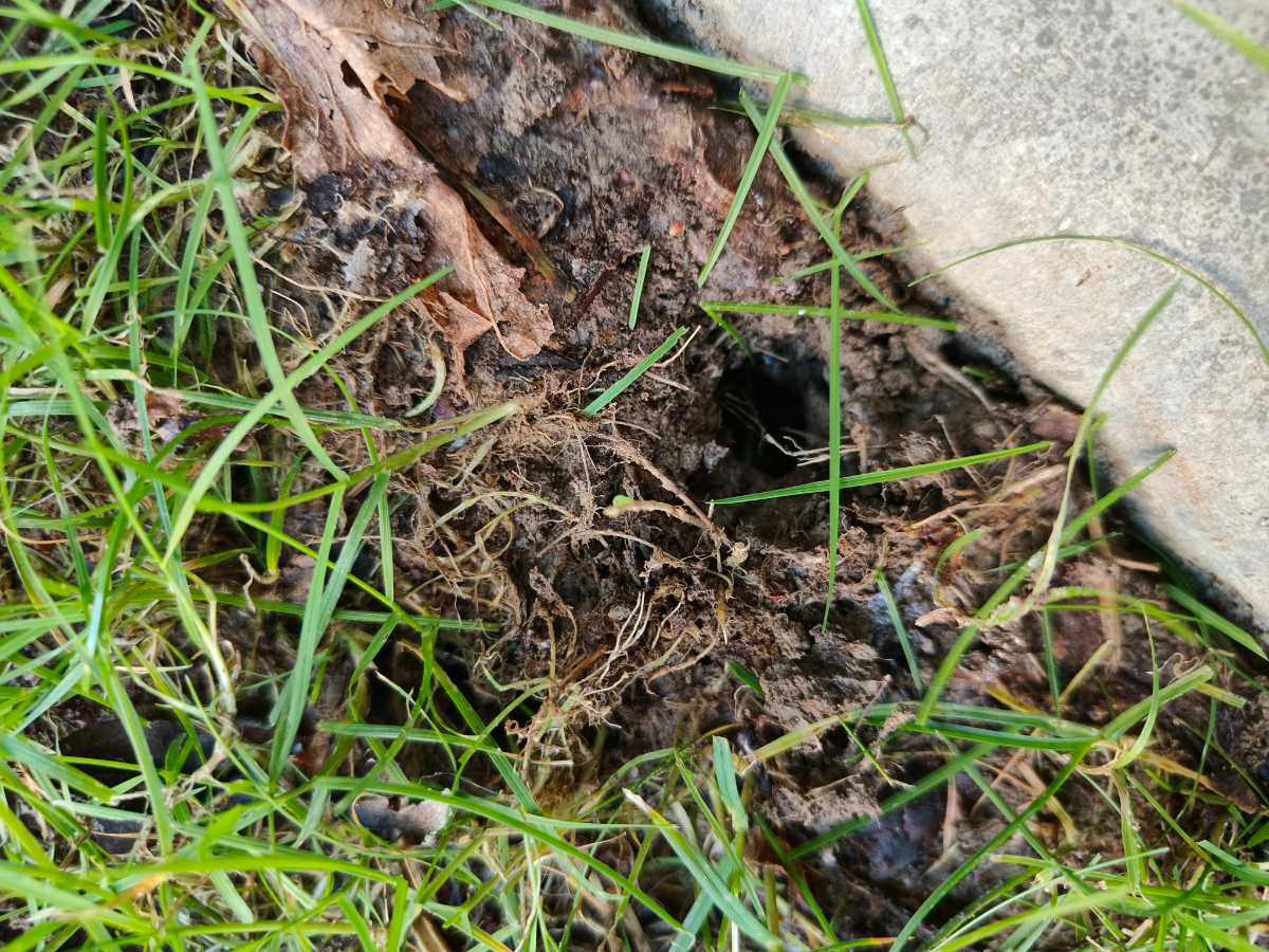 Why won’t this section of my newly established lawn recover? — image 2