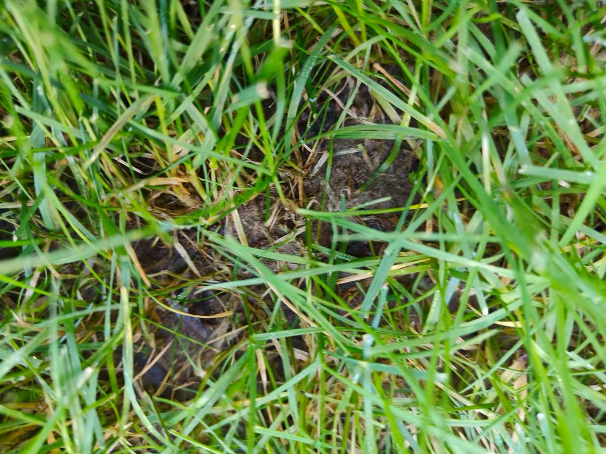 Why won’t this section of my newly established lawn recover? — image 4