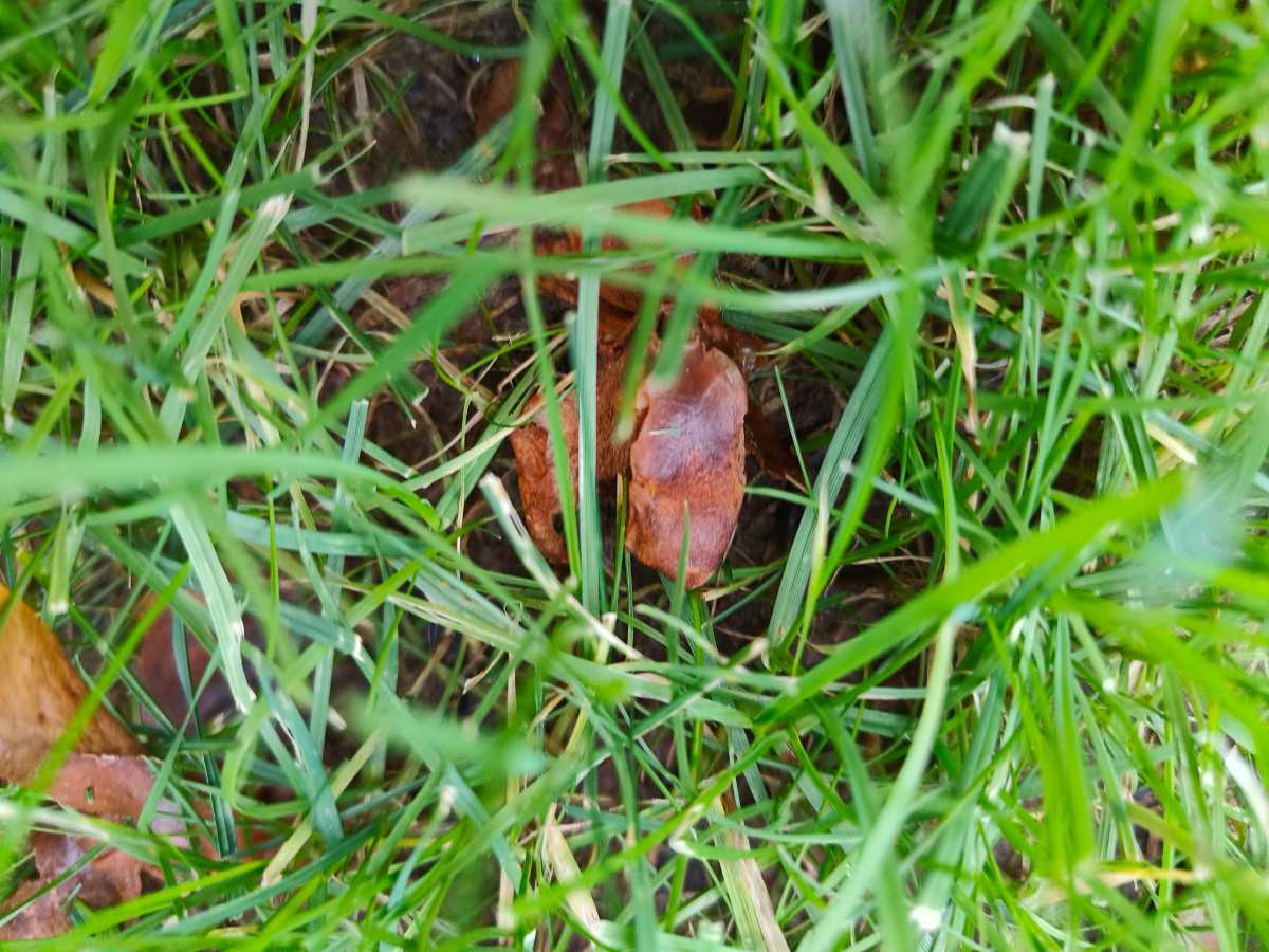 Why won’t this section of my newly established lawn recover? — image 1