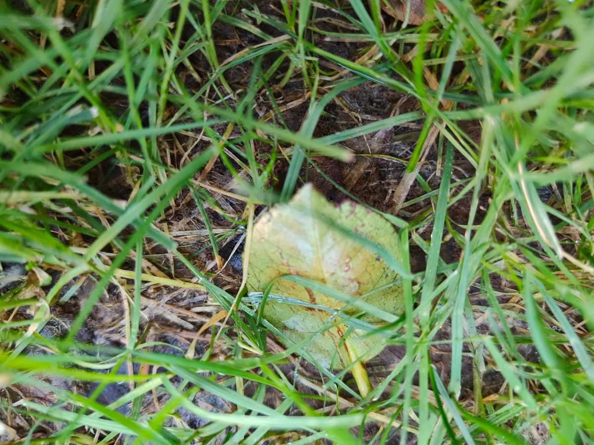 Why won’t this section of my newly established lawn recover? — image 6