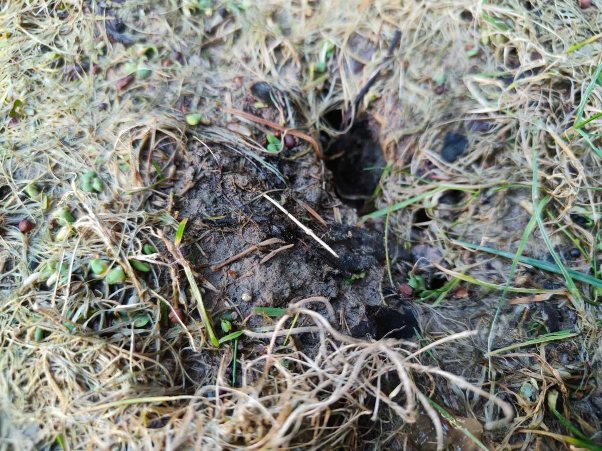 Why won’t this section of my newly established lawn recover? — image 3
