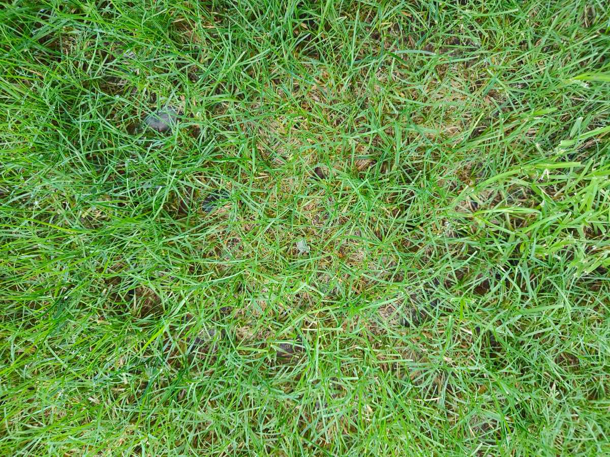 Why won’t this section of my newly established lawn recover? — image 5