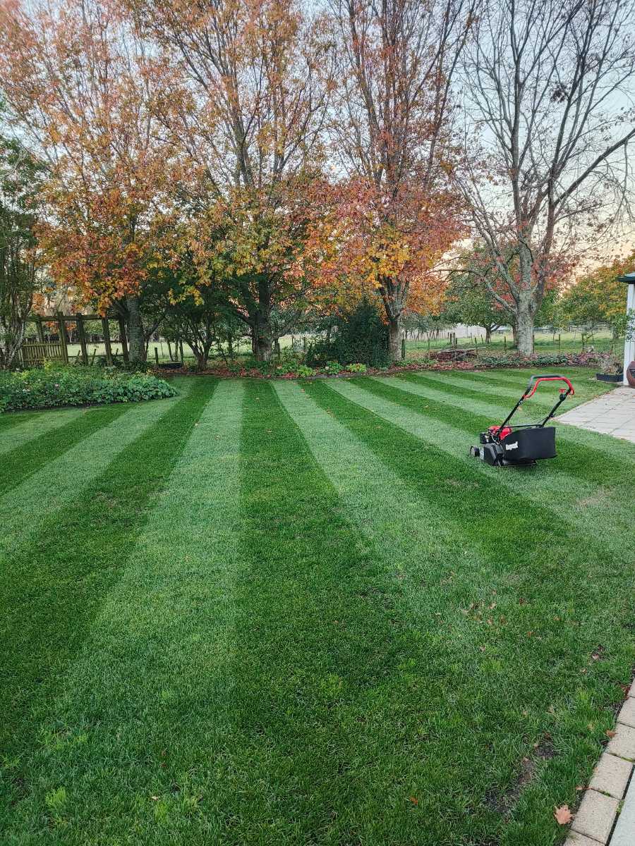 From patchy lawn to stripes: ETF renovation success — image 2