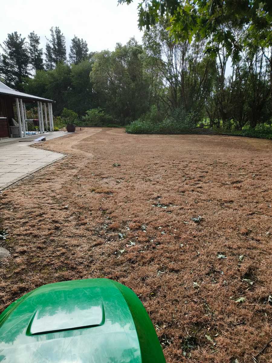 From patchy lawn to stripes: ETF renovation success — image 3