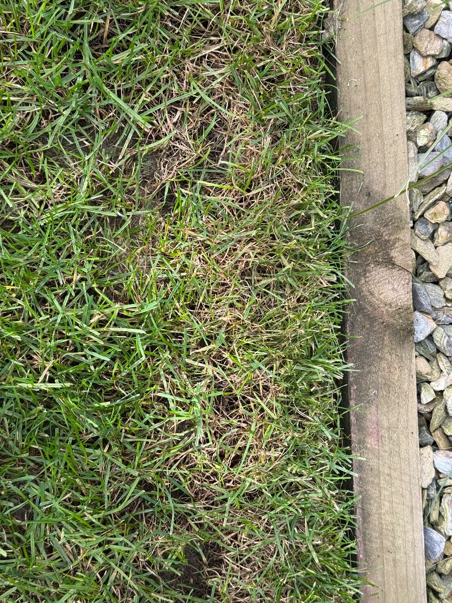 Red thread lawn disease, what causes it and how to recover — image 2