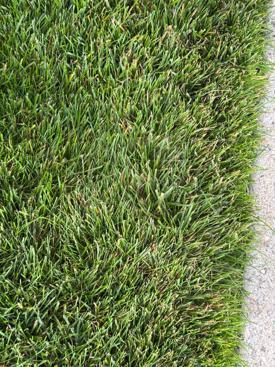 Red thread lawn disease, what causes it and how to recover — image 3