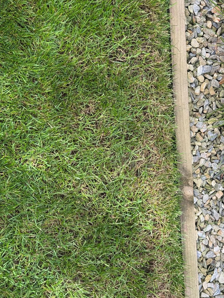 Red thread lawn disease, what causes it and how to recover — image 1