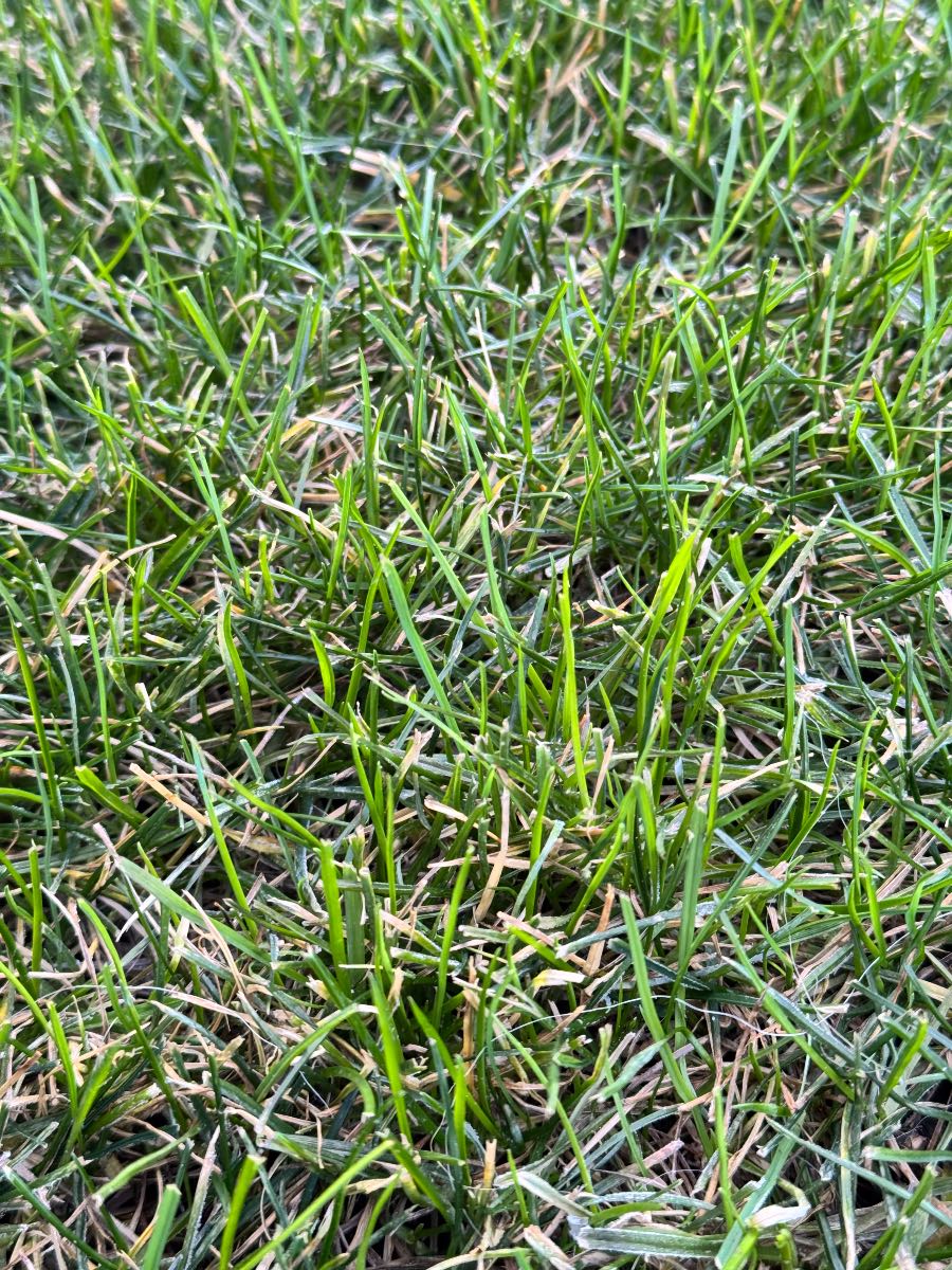 Browning in lawn — image 1