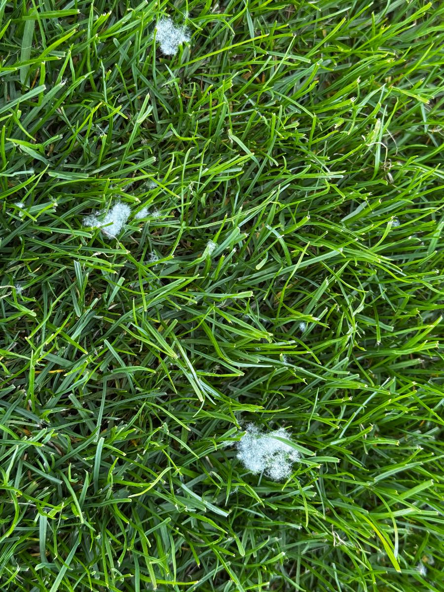 Fungus Pro application rate for 80 m² lawn with Fusarium — image 1