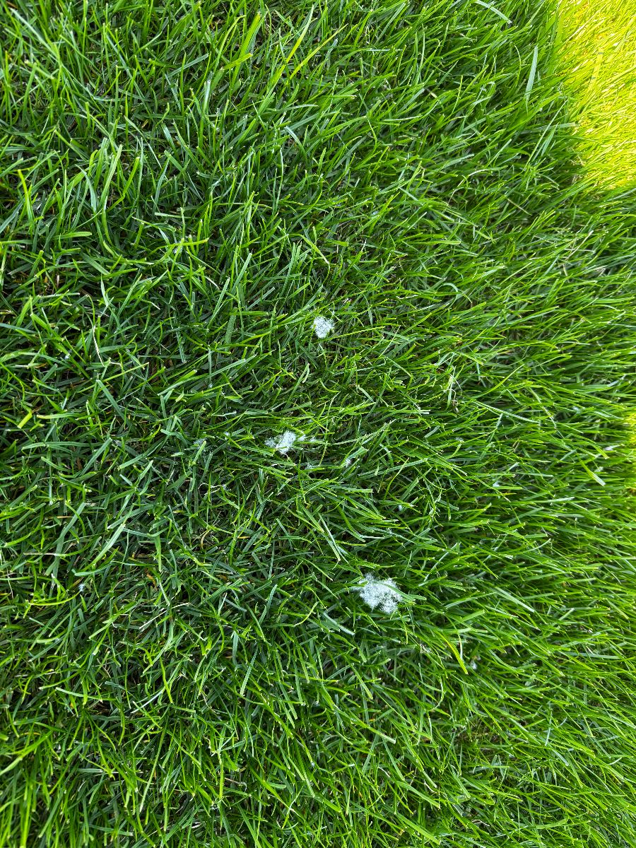 Fungus Pro application rate for 80 m² lawn with Fusarium — image 2