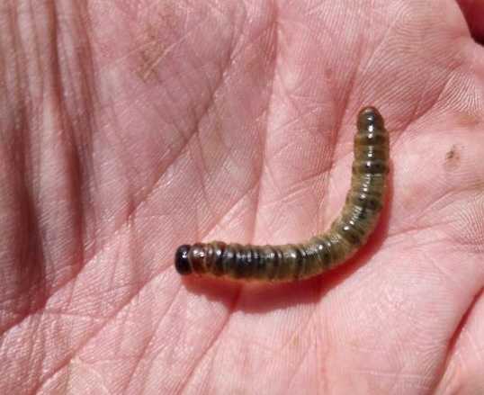 What is this grub in my lawn? — image 1