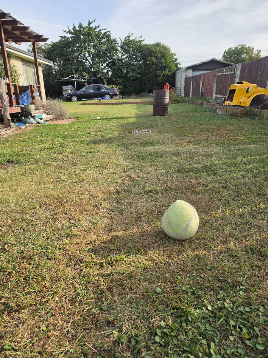 New lawn, getting started with lawn care basics — image 1