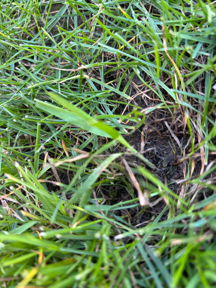 Foreign grass ID in my Perennial Rye — image 1