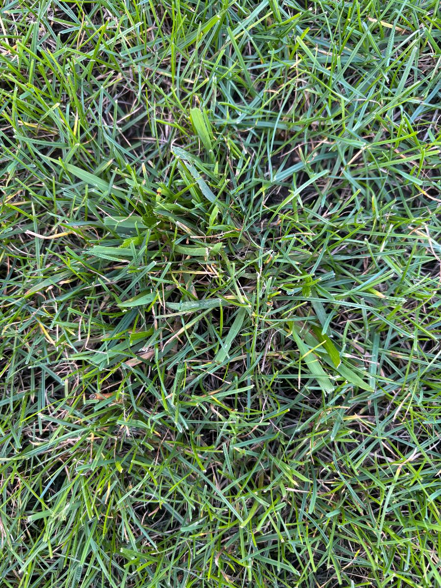 Foreign grass ID in my Perennial Rye — image 2