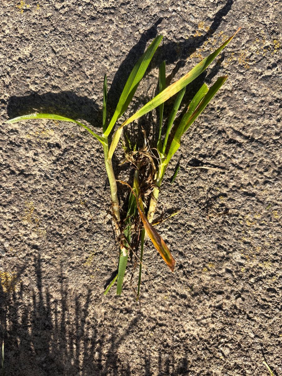 Foreign grass ID in my Perennial Rye — image 3