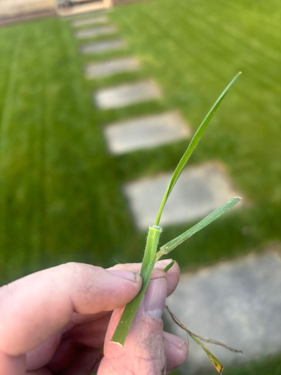 Foreign grass ID in my Perennial Rye — image 4