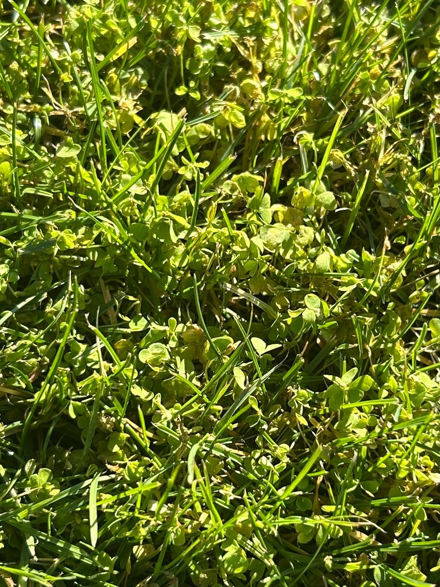 Control Speedwell in lawns — image 3
