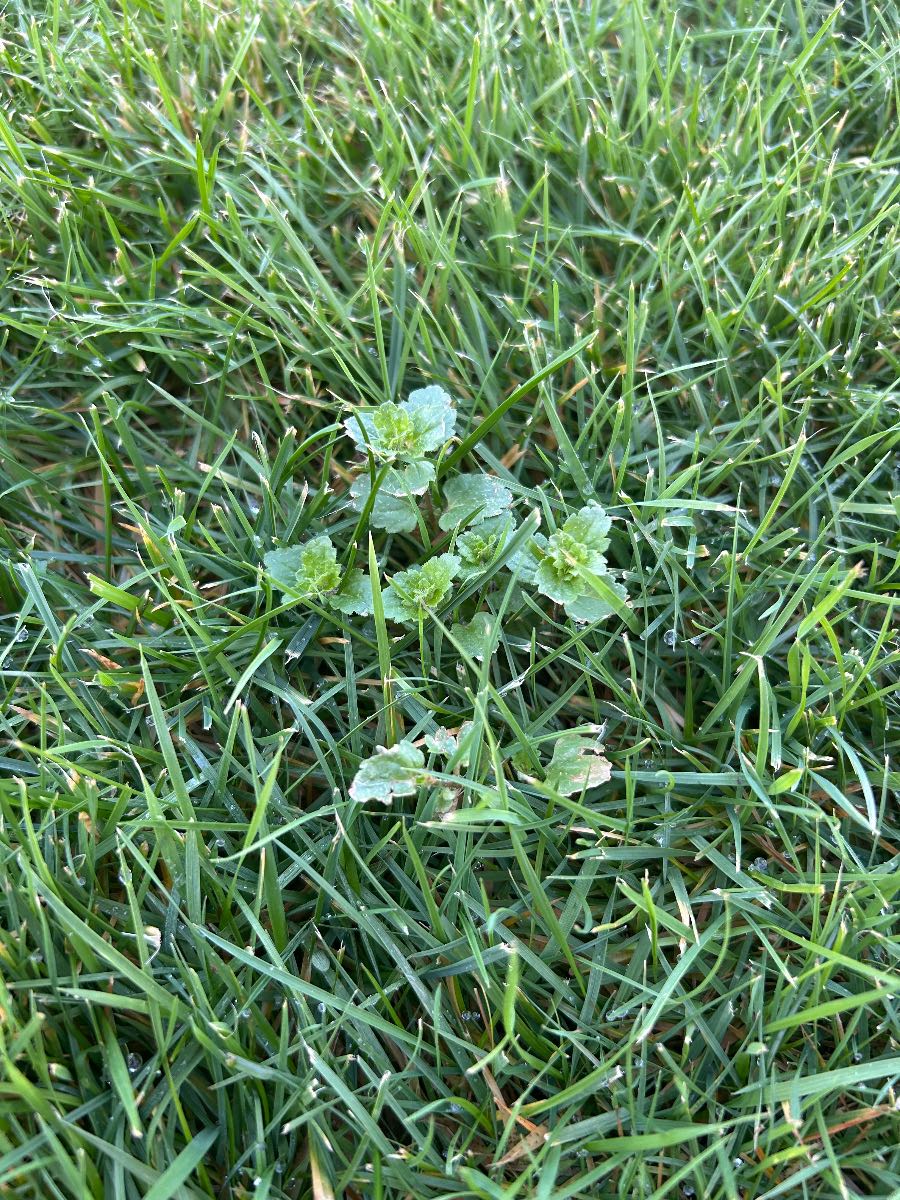 Control Speedwell in lawns — image 1