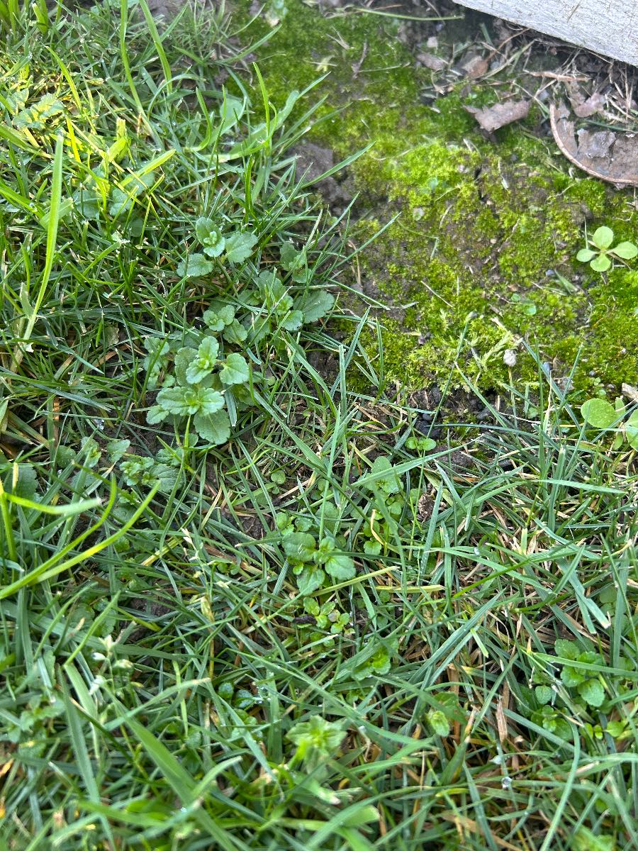 Control Speedwell in lawns — image 2