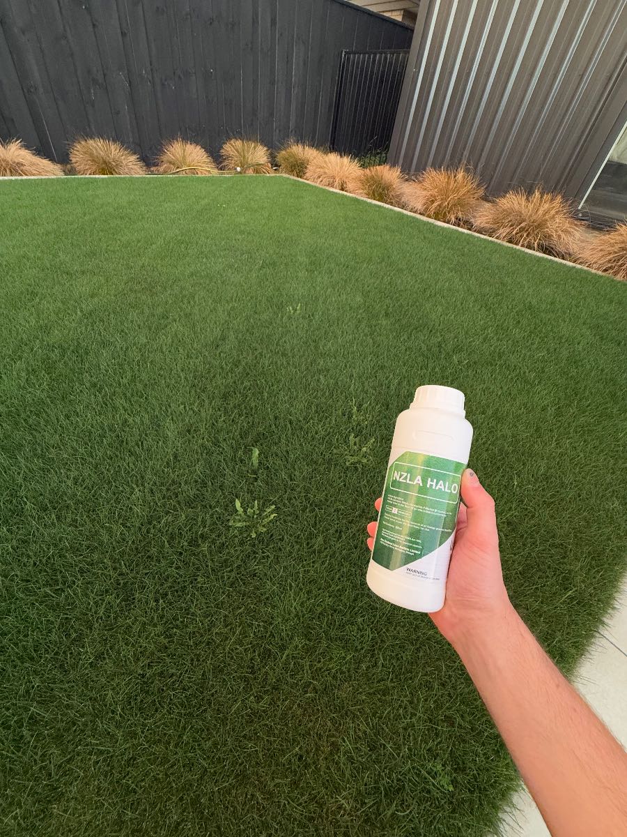 Pre-Emergent on Fine Fescue — image 1
