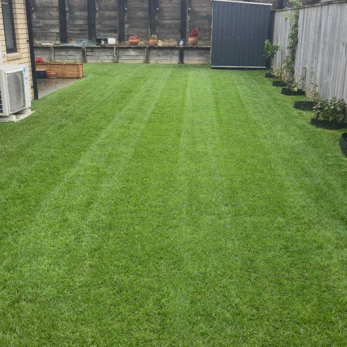 Is it too late to scarify, aerate and reseed ryegrass lawn in Whangārei in April? — image 1