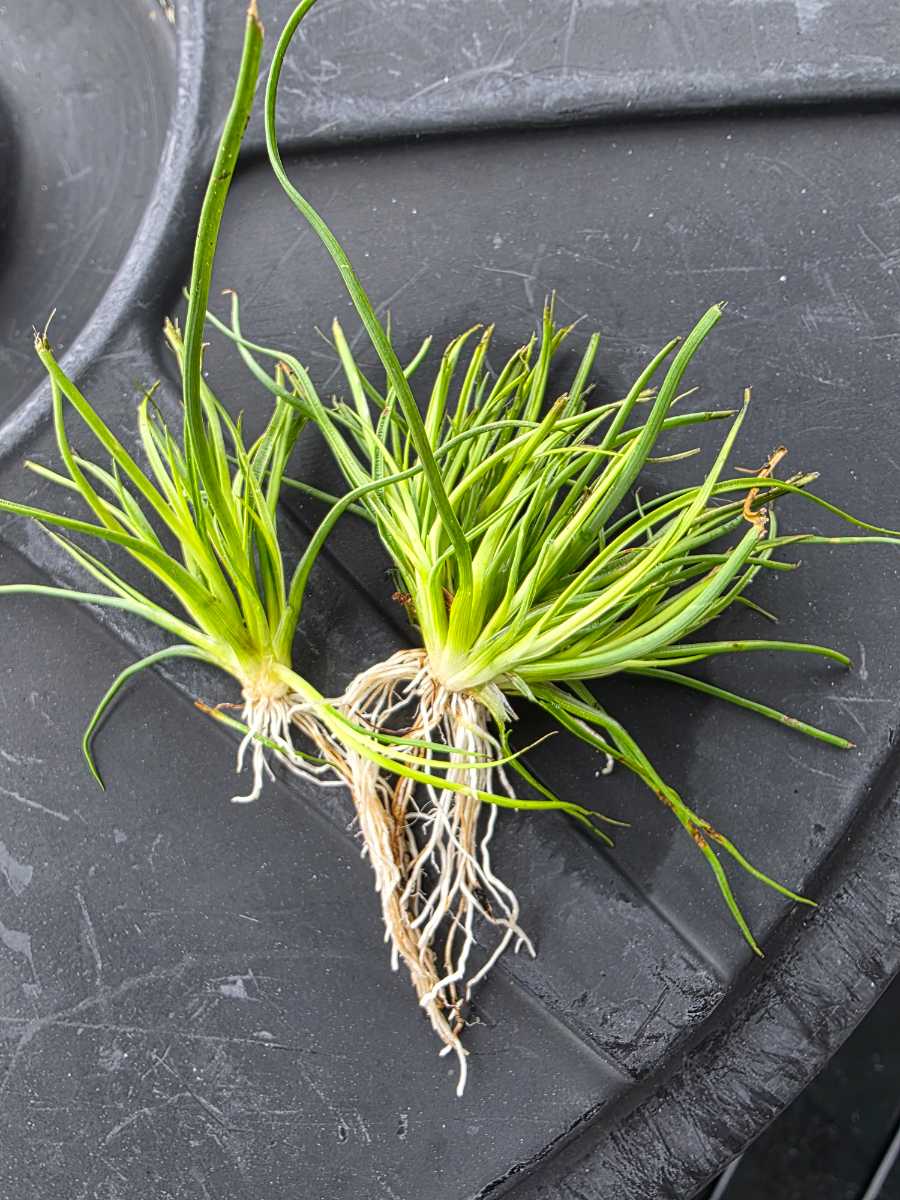 Grass Weed ID — image 3