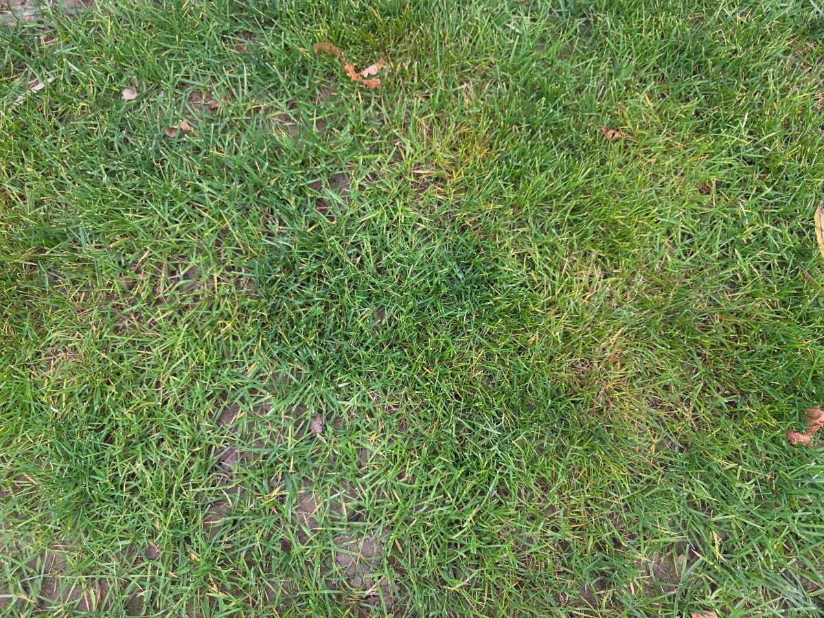 New lawn turning yellow after renovation – does it need nitrogen? — image 1