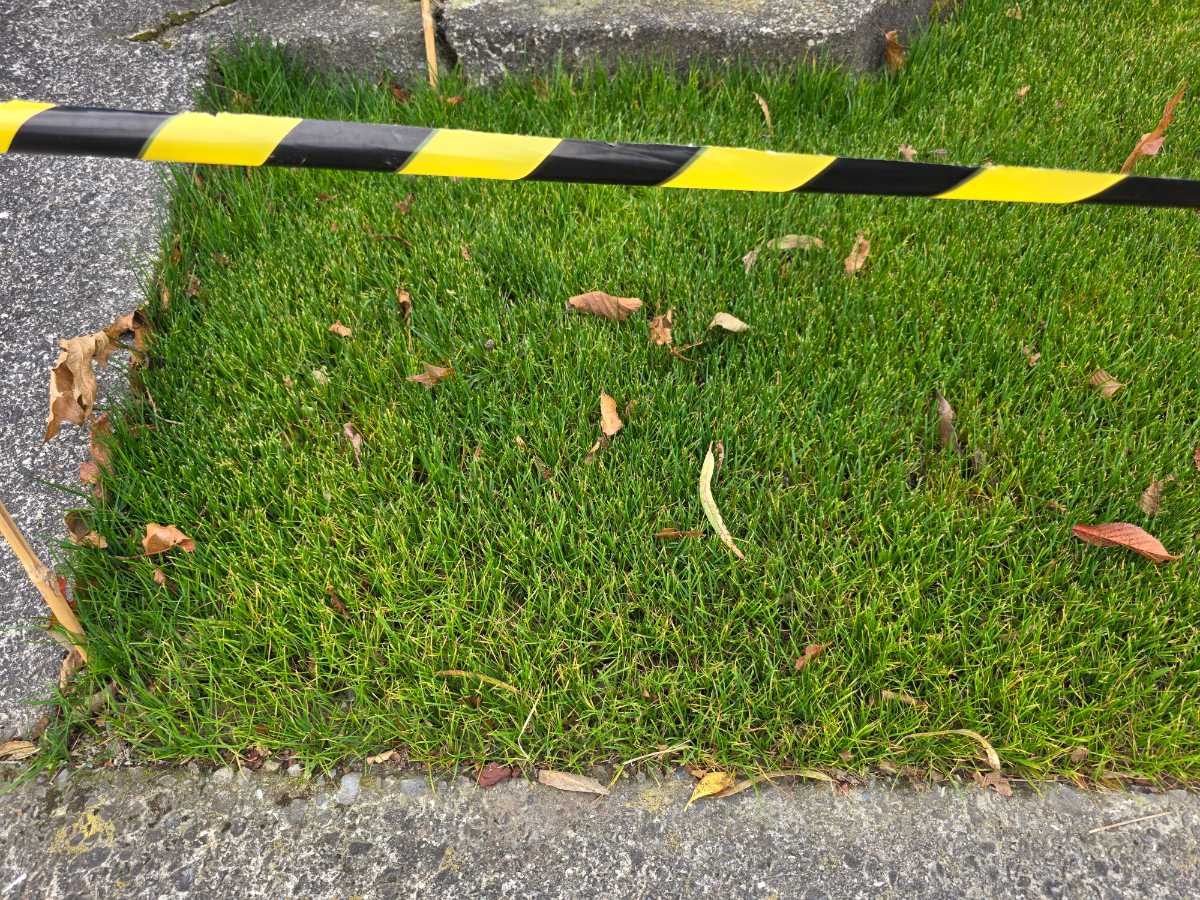 New lawn turning yellow after renovation – does it need nitrogen? — image 2