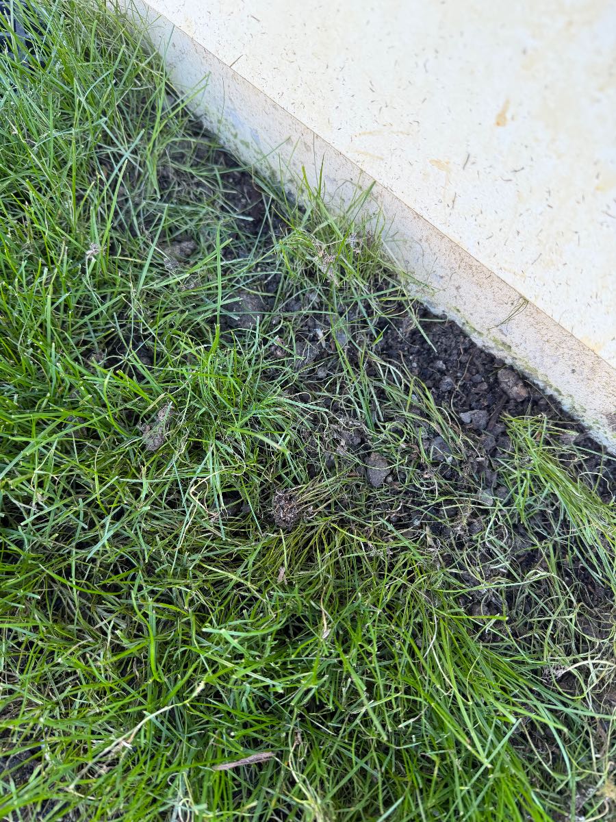 Disease or Grubs ? — image 2