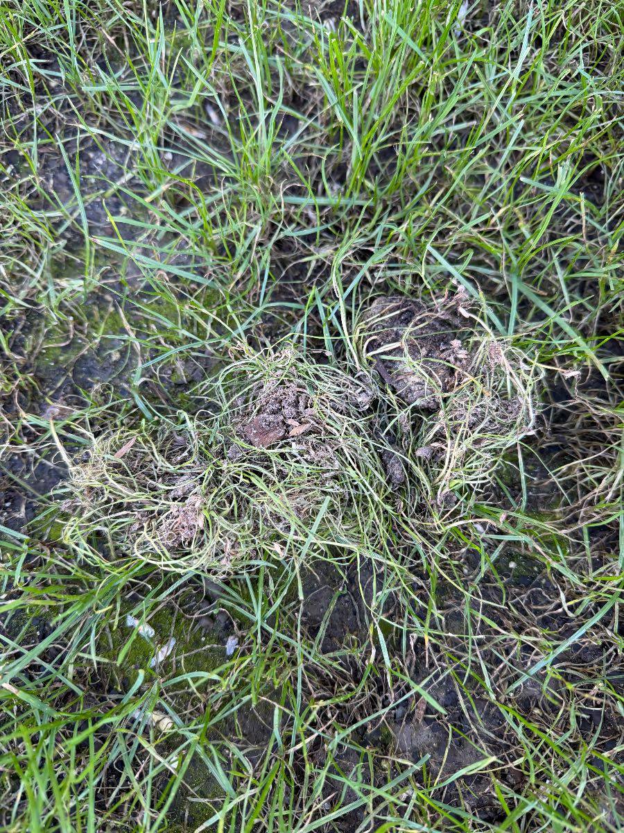 Disease or Grubs ? — image 1