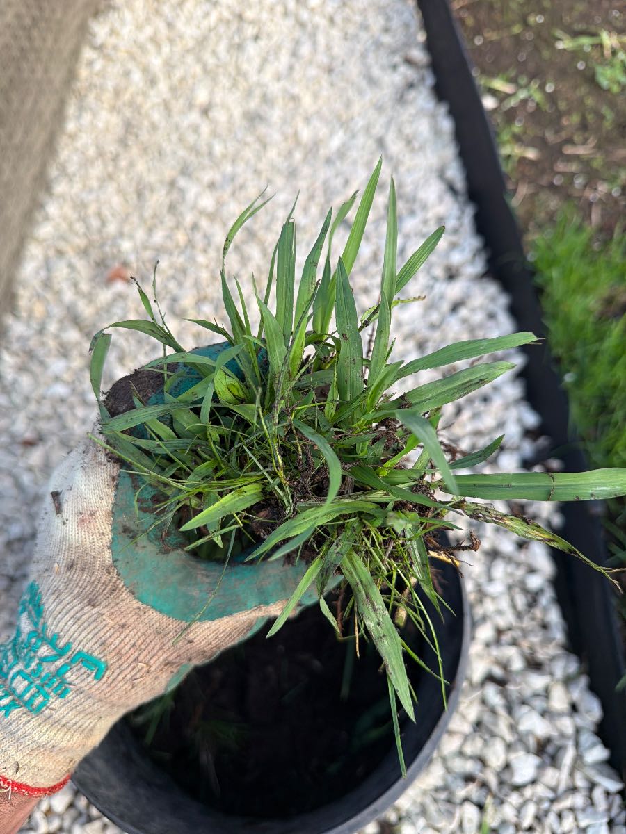 Can anyone identify this weed? — image 1