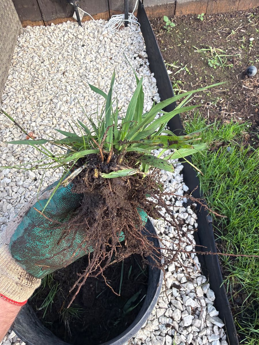 Can anyone identify this weed? — image 2