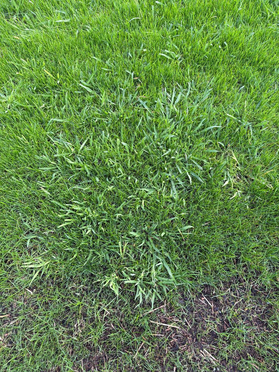 Can anyone identify this weed? — image 3