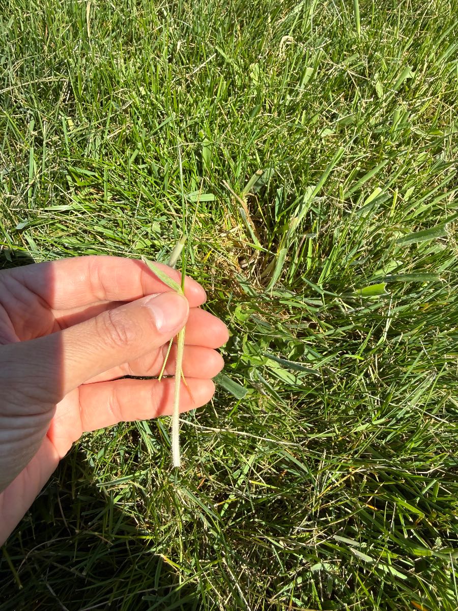 Advice on Renovating a Large Fine Fescue/Ryegrass Lawn, Treating Fungus & Controlling Couch Grass — image 2