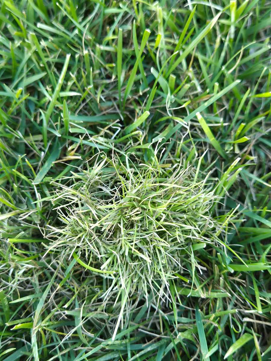 Should I do a second Meso application for controlling bent grass in tall fescue? — image 1