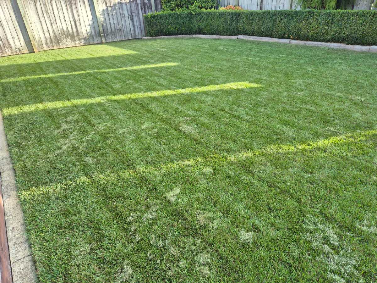 Should I do a second Meso application for controlling bent grass in tall fescue? — image 2