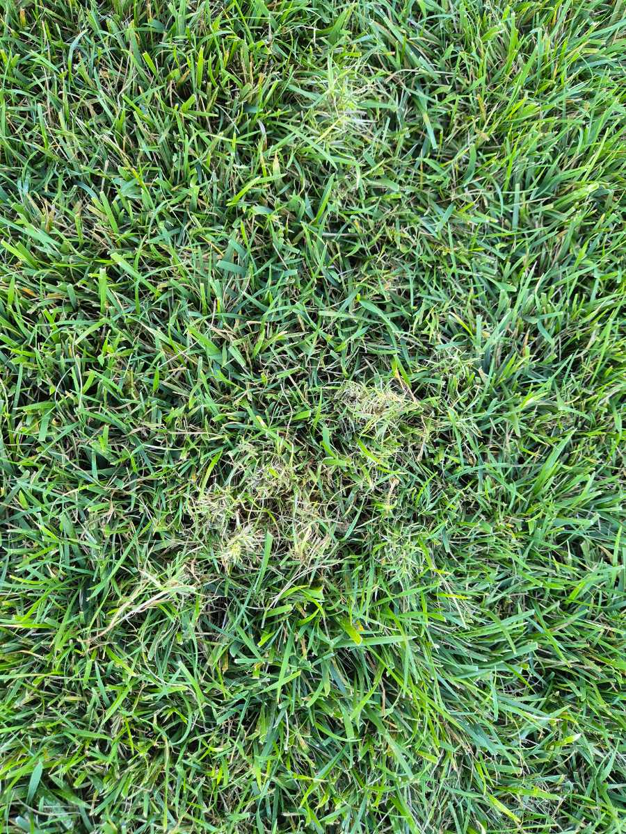 Should I do a second Meso application for controlling bent grass in tall fescue? — image 3
