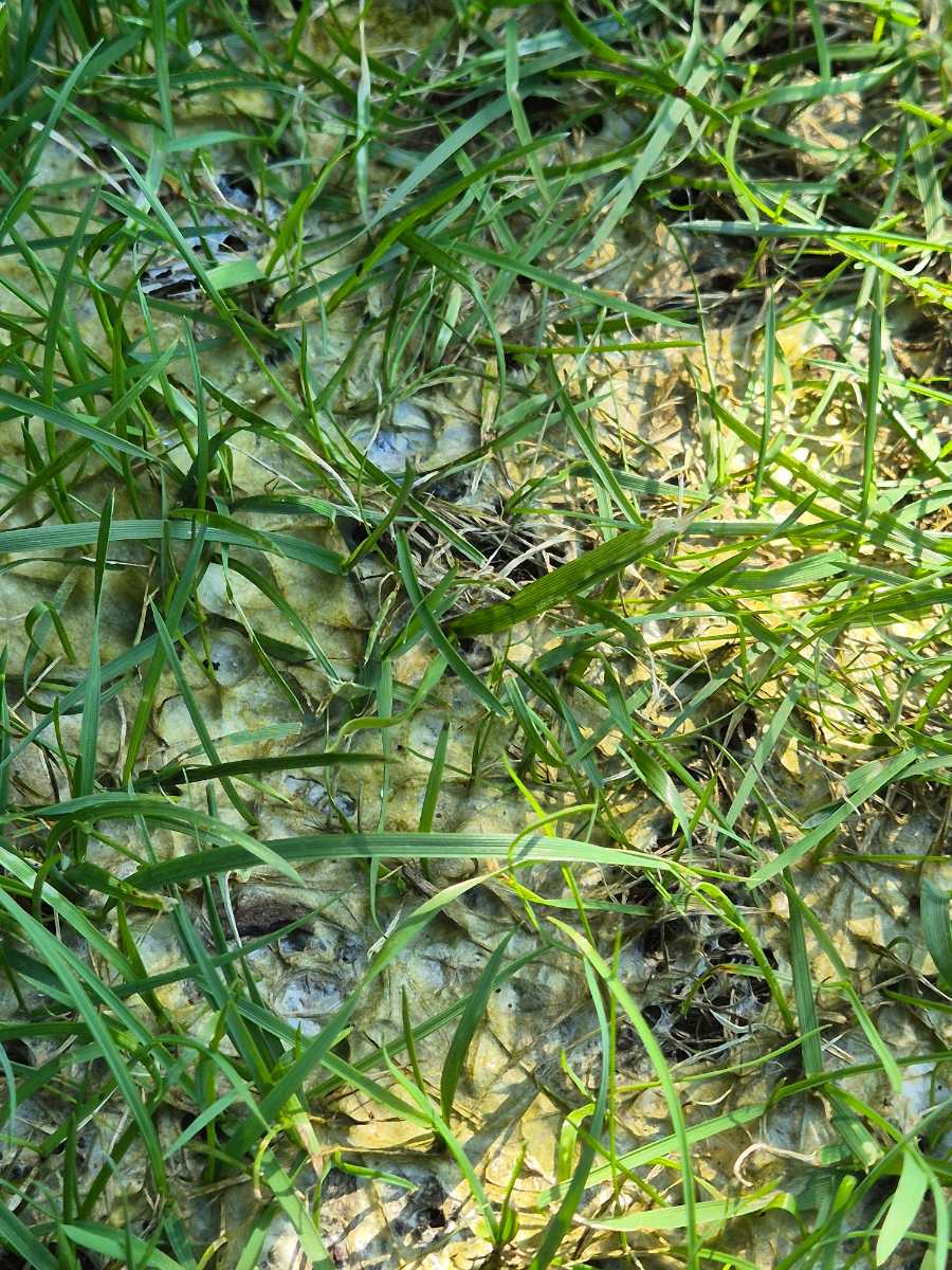 Lawn Algae (Nostoc): Why you have jelly-like patches (and how to get rid of them) — image 2
