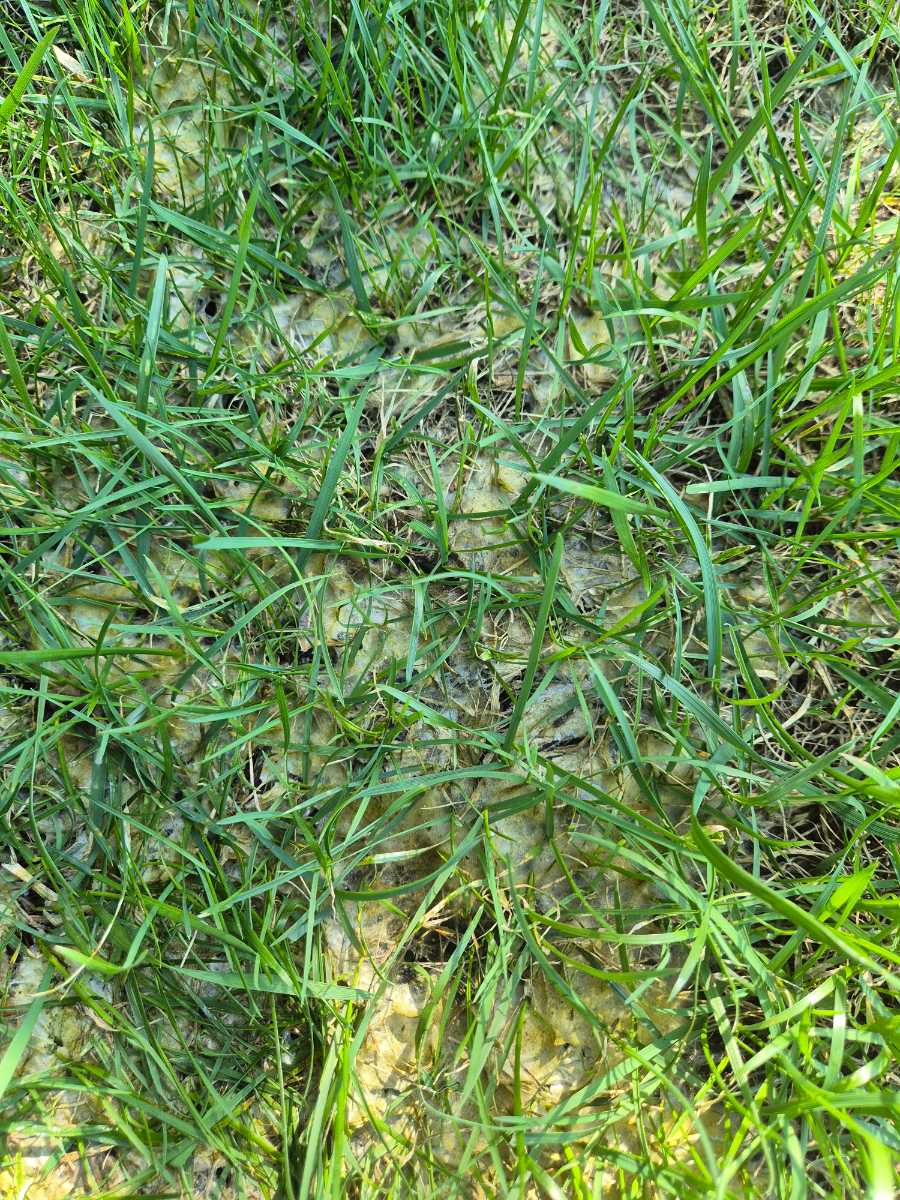 Lawn Algae (Nostoc): Why you have jelly-like patches (and how to get rid of them) — image 1