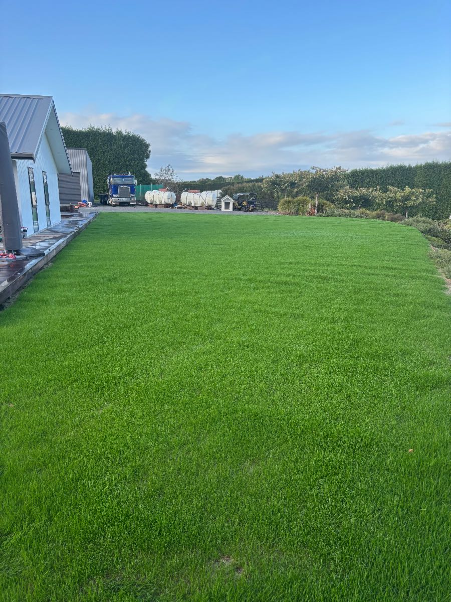 Perennial ryegrass, when can I give it a first mow? — image 1