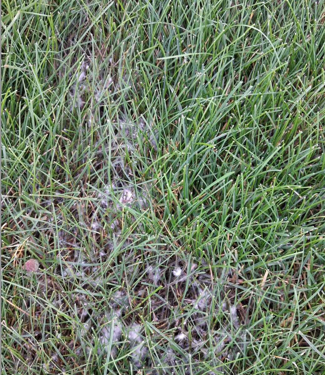 White cottony fungus on my lawn – what is it? (Microdochium / Fusarium patch) — image 1