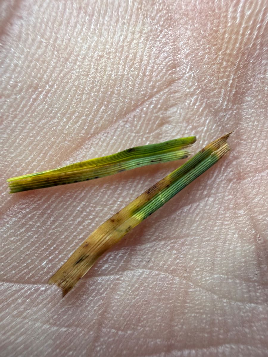 How do I control leaf spot and melting out in my lawn? — image 1