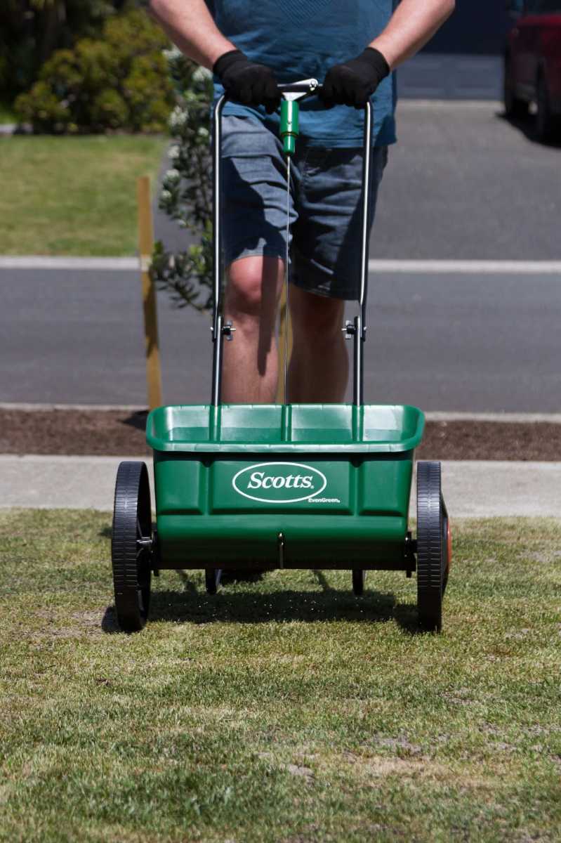 Top dressing Elfin Tall Fescue (ETF) — image 2