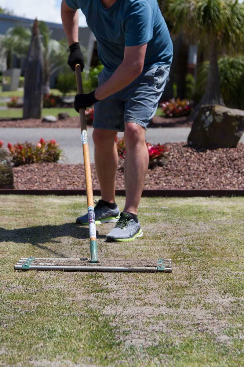 Top dressing Elfin Tall Fescue (ETF) — image 3