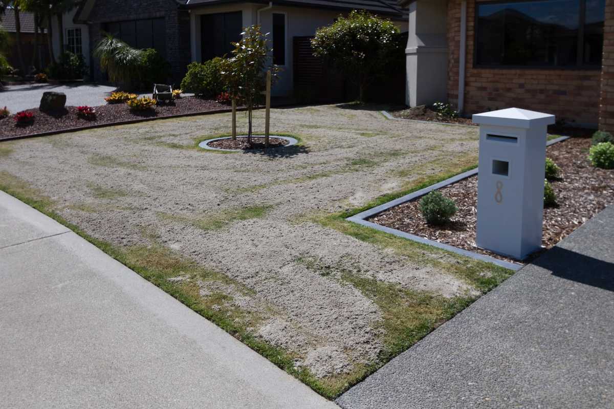 Top dressing Elfin Tall Fescue (ETF) — image 4