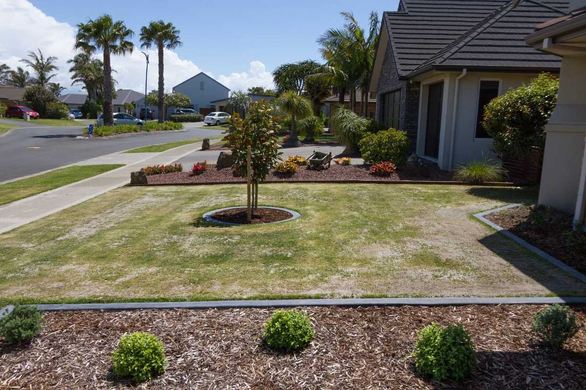 Top dressing Elfin Tall Fescue (ETF) — image 1