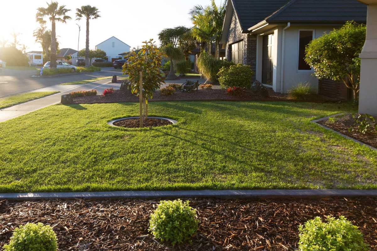 Top dressing Elfin Tall Fescue (ETF) — image 6