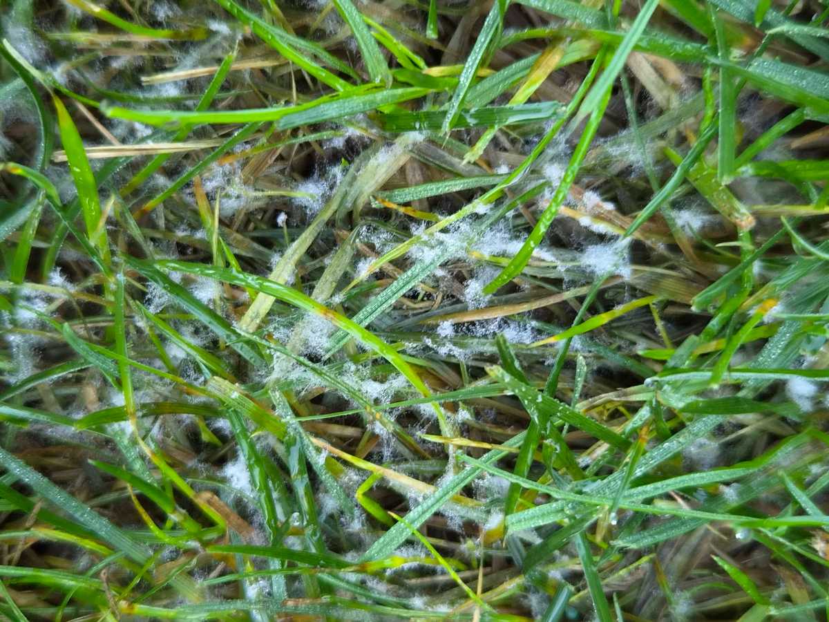 What’s the white fluffy stuff on my lawn in the morning? — image 1
